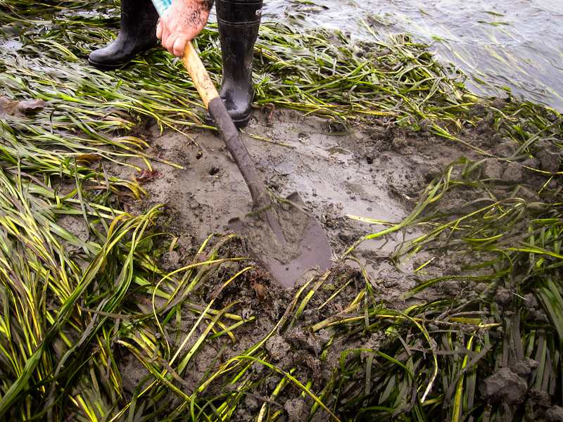 clamming yaquina bay