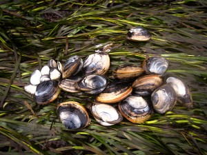 gaper clams
