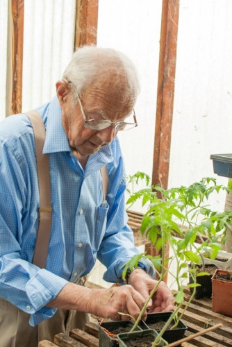 Grandpa and his tomato starts!