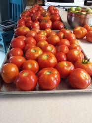 summer tomatoes