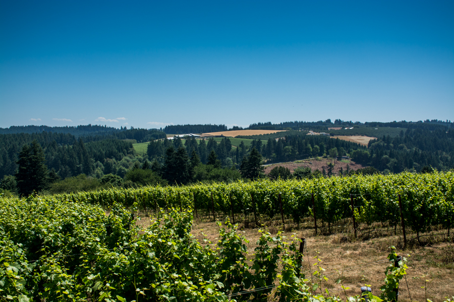 Summer Lunch at Raptor Ridge Winery