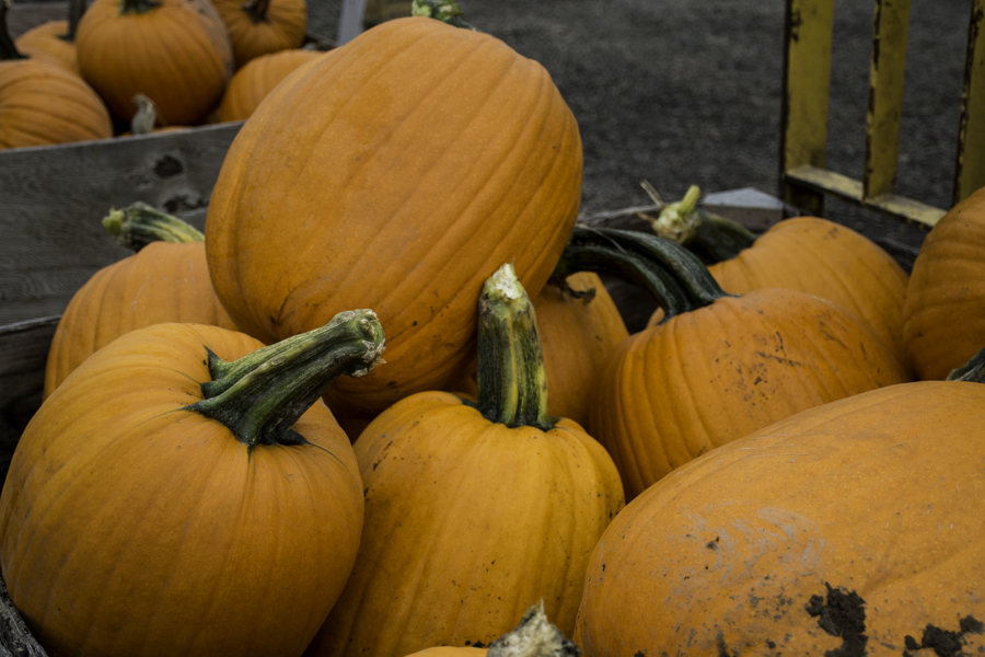 All things Pumpkin